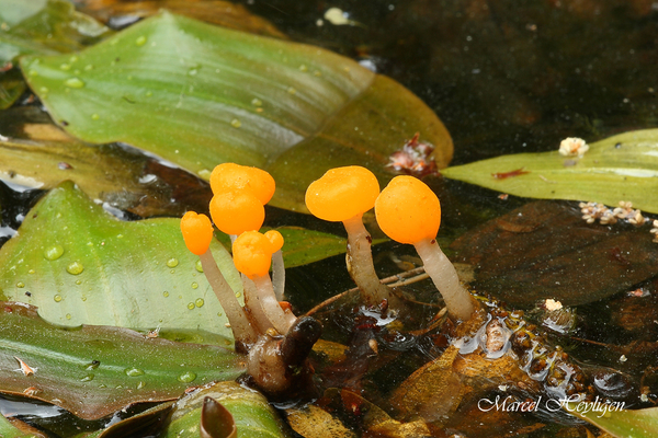 Mitrula-paludosa-Beekmijtertje_20150508MH8432-8