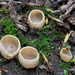 Tarzetta-cupilaris-Klein-leemkelkje_20140201MH8385-8
