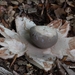 Geastrum-rufescens-Roze-aardster_20140824MH9204