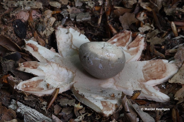 Geastrum-rufescens-Roze-aardster_20140824MH9204