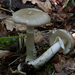 Amanita-fulva-forma-fulva-Roodbruine-slanke-amaniet_20140612MH876