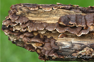 Laxitextum-bicolor-Tweekleurige-korstzwam_20170810-5