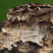 Laxitextum-bicolor-Tweekleurige-korstzwam_20170810_3