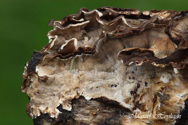 Laxitextum-bicolor-Tweekleurige-korstzwam_20170810_3