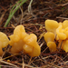 Spathularia-flava-Spatelzwam_20170909MH7895
