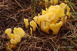 Spathularia-flava-Spatelzwam_20170909MH7930