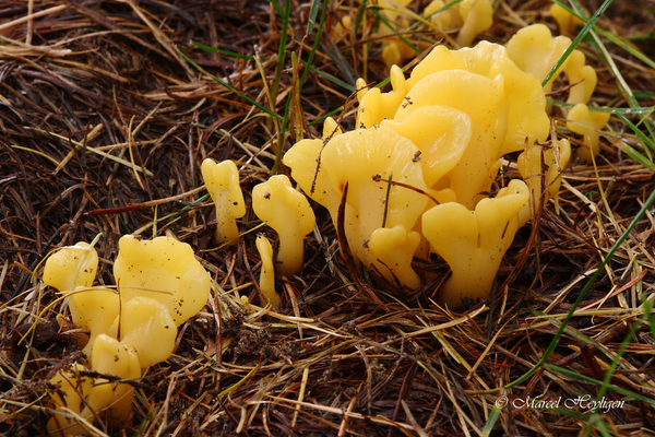 Spathularia-flava-Spatelzwam_20170909MH7930