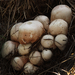 Agaricus-phaeolepidotus-Hazelhoenchampignon_20170713MH7484-8