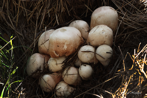 Agaricus phaeolepidotus