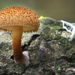 Phaeomarasmius-erinaceus-Egelzwammetje_2017071MH7486-8