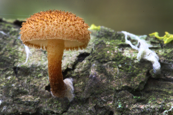 Phaeomarasmius erinaceus