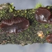 Exidia recisa-Toltrilzwam_Toltrilzwam_20131128MH17404-8