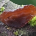 Exidia recisa-Toltrilzwam_20131128MH7395-8