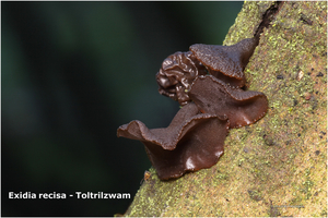 Exidia-recisa-Toltrilzwam_20131128MH7221-06