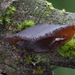 Exidia-recisa-Toltrilzwam_20131128MH7404-04