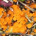 Byssonectria-aggregata=fusispora-Klein-oranje-zandschijfje_201312