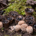 Cyathus-stercoreus-Mestnestzwammetje_20171012MH8600