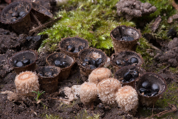 Cyathus-stercoreus-Mestnestzwammetje_20171012MH8600