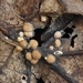 Trichoderma-foliicola-Bladkussentjeszwam_20170918MH