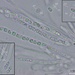 Hypocrea foliicola-0135