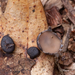 Coccomyces-tumidus-Eikenkronkelstafje_20170907MH7891-8