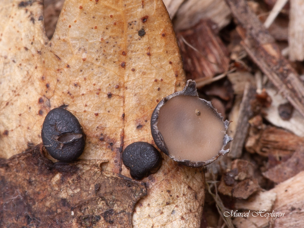 Coccomyces-tumidus-Eikenkronkelstafje_20170907MH7891-8