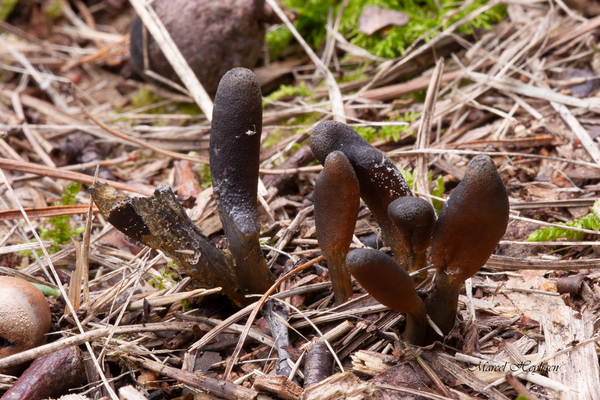 Tolypocladium-ophioglosoides-Elaphomyces-granulatus_20170807MH787