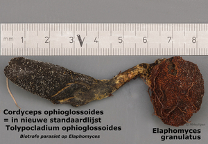 Tolypocladium-ophioglosoides-Elaphomyces-granulatus_20170807MH794