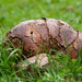 Langermannia-gigantea-Reuzenbovist_20170831MH7829