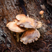 Gymnopus-peronatus-Scherpe-collybia_20170831MH7846
