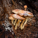 Gymnopus-peronatus-Scherpe-collybia_20170831MH7847