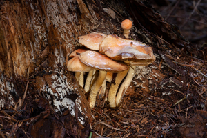 Gymnopus-peronatus-Scherpe-collybia_20170831MH7847