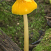 Pluteus-leoninus-Goudgele-hertenzwam_20170827MH77861-8
