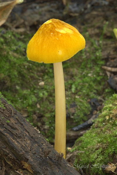 Pluteus-leoninus-Goudgele-hertenzwam_20170827MH77861-8
