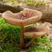 Pluteus-umbrosus-Pronkhertenzwam_20170824MH77737775-8
