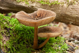 Pluteus-umbrosus-Pronkhertenzwam_20170824MH77737775-8