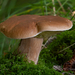 Leccinum-scabrum-Gewone-berkenboleet_202408247796-8