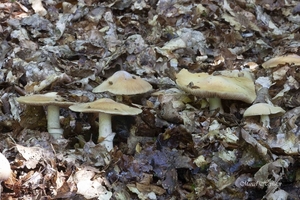 Rozites caperatus-Meelkop_20150907MH2220-0