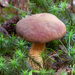 Phylloporus pelletieri_Goudplaatzwam_20150907MH2193-8