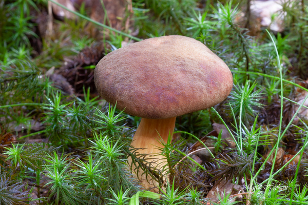 Phylloporus pelletieri