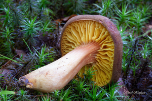 Phylloporus pelletieri_Goudplaatzwam_20150907MH2197-8