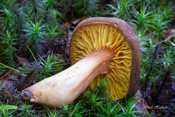 Phylloporus pelletieri