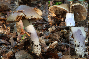 Cortinarius-elatior-Rimpelige-gordijnzwam_20150907MH2213-8