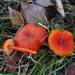Laccaria-laccata20091119_7151-8