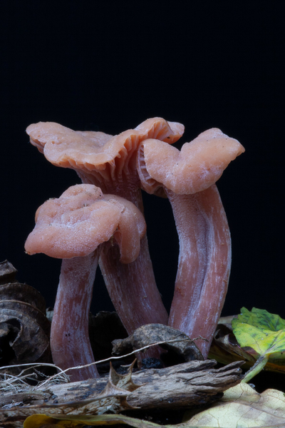 Laccaria-laccata-Gewone-fopzwam_20091122MH7196-8