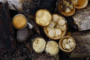 Crucibulum-crucibuliforme_Geel-nestzwammetje_20091126MH7225-3-8