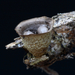 Cyathus-olla_Bleek-nestzwammetje_20091122MH7183-3-8