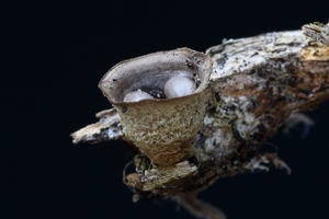 Cyathus-olla_Bleek-nestzwammetje_20091122MH7183-3-8
