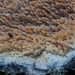 Cerocorticium-molare-Getande-boomkorst_20091204MH7392-8