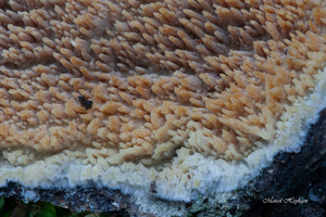 Cerocorticium-molare-Getande-boomkorst_20091204MH7392-8